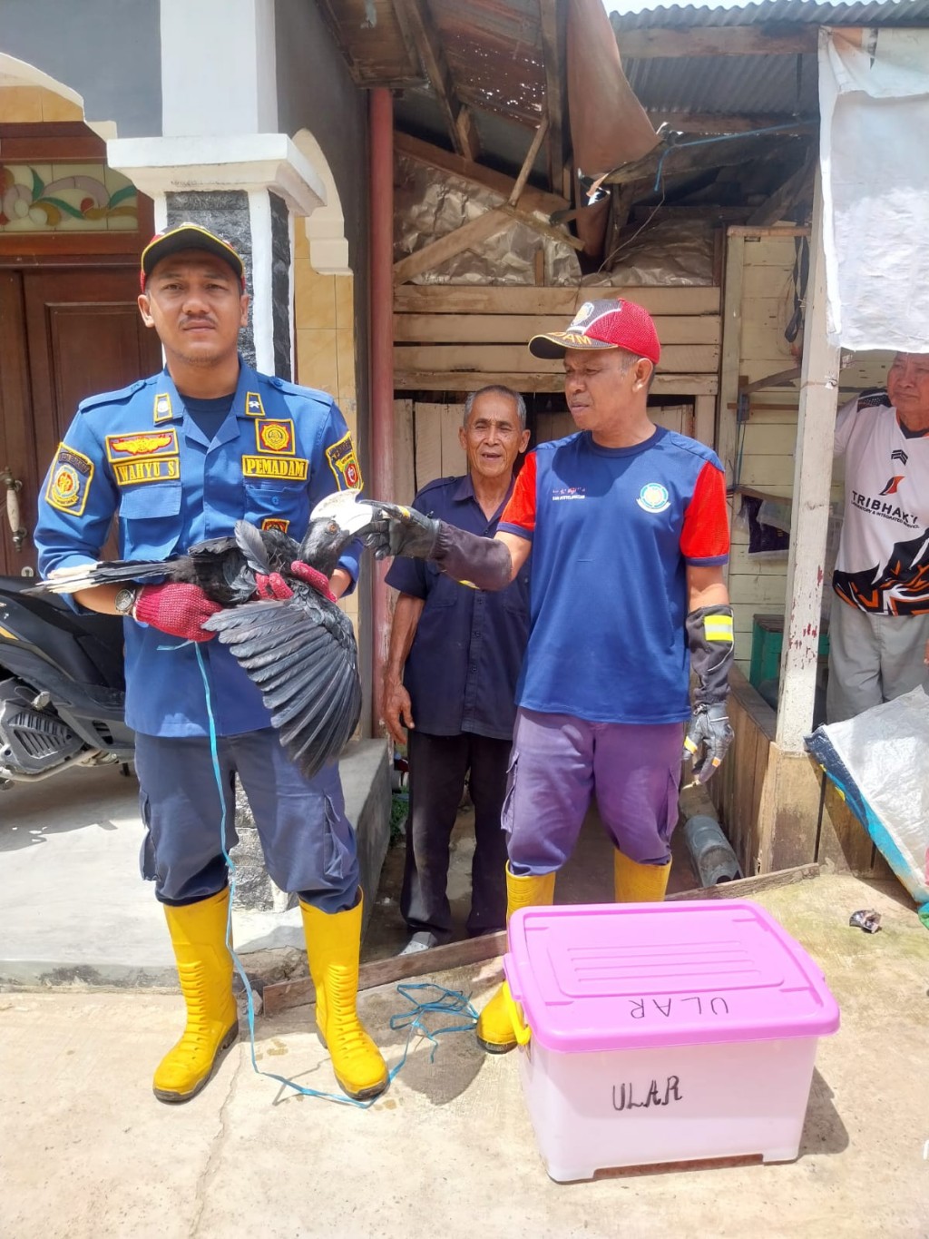 Tim Posko 3 Damkar Samarinda melaksanakan evakuasi burung enggang
