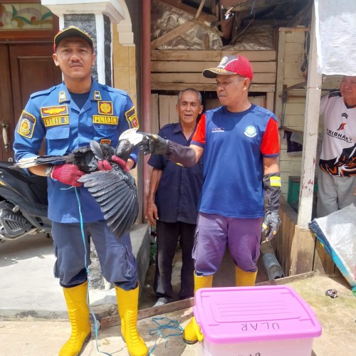 Tim Posko 3 Damkar Samarinda melaksanakan evakuasi burung enggang